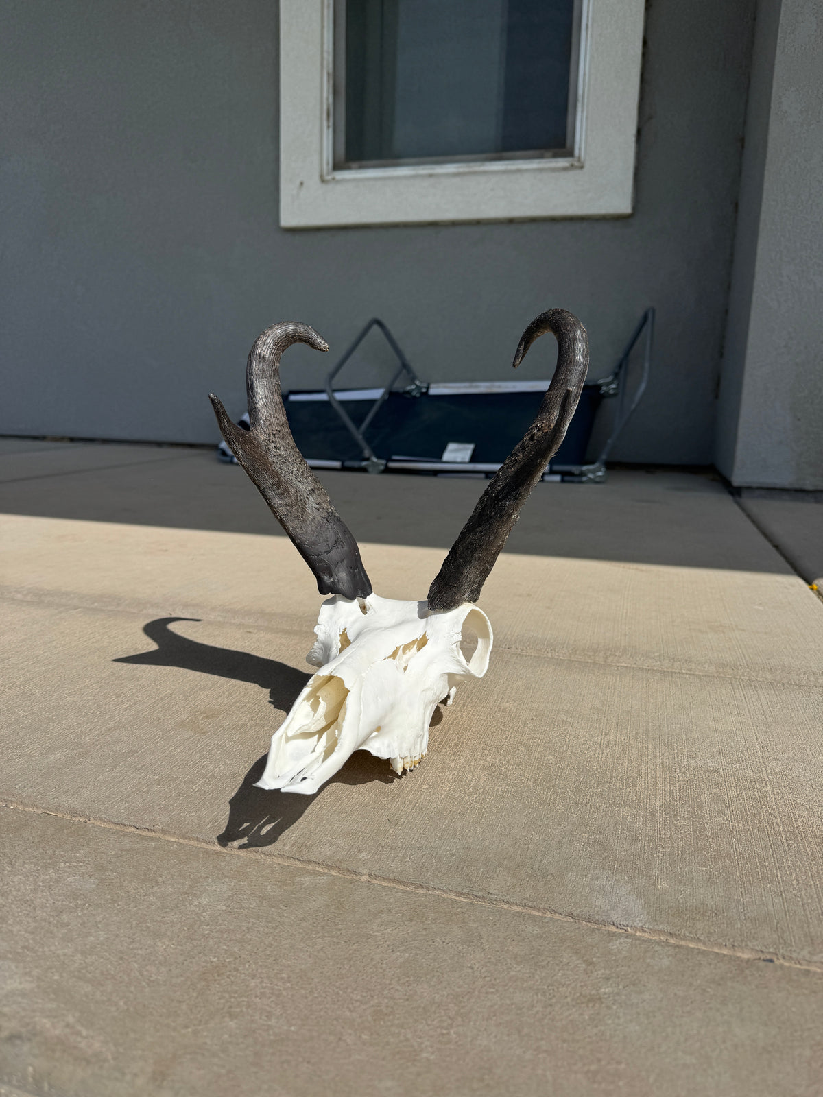 Dermestid Beetle Skull Cleaning
