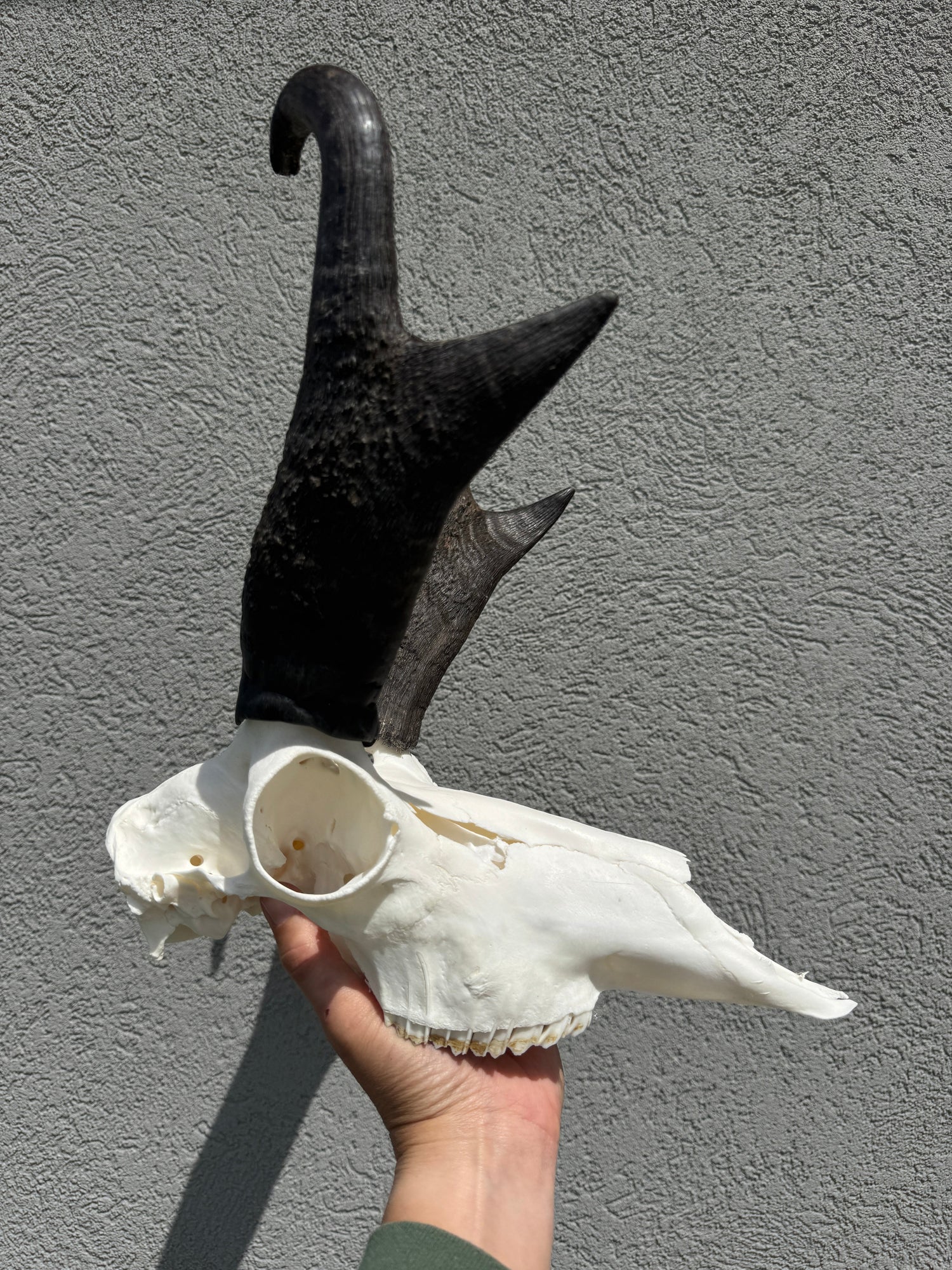 Skulls