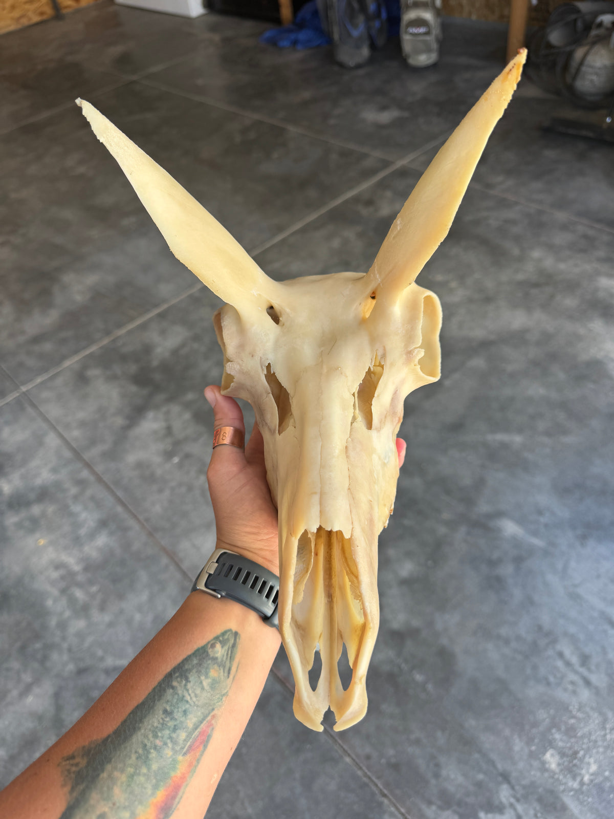 Dermestid Beetle Skull Cleaning