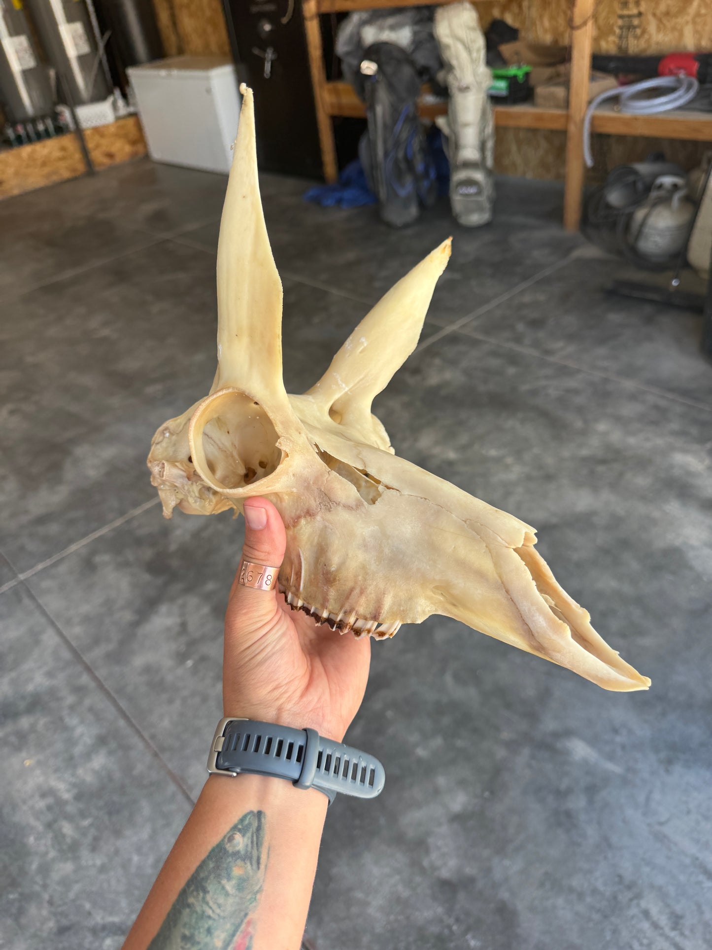 Dermestid Beetle Skull Cleaning