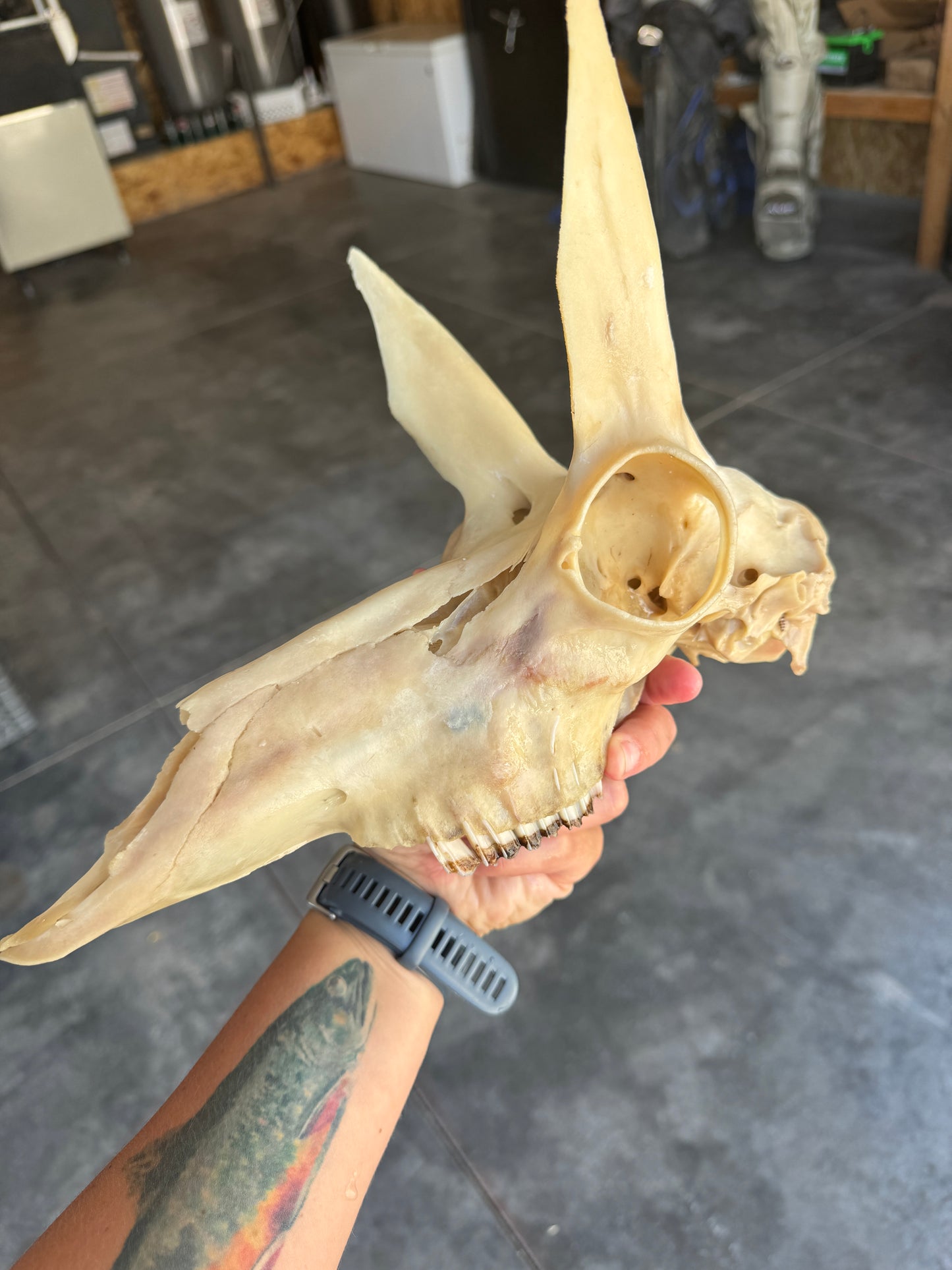 Dermestid Beetle Skull Cleaning