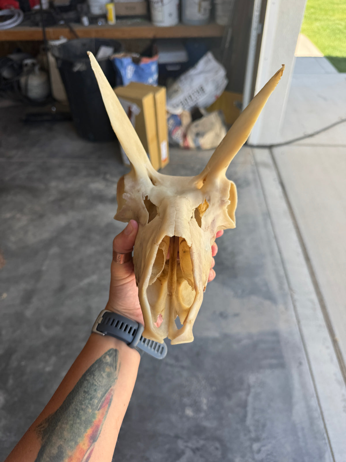 Dermestid Beetle Skull Cleaning