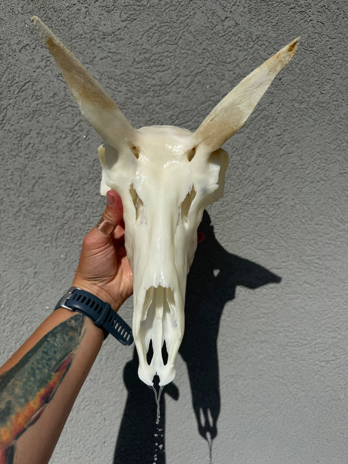 Dermestid Beetle Skull Cleaning