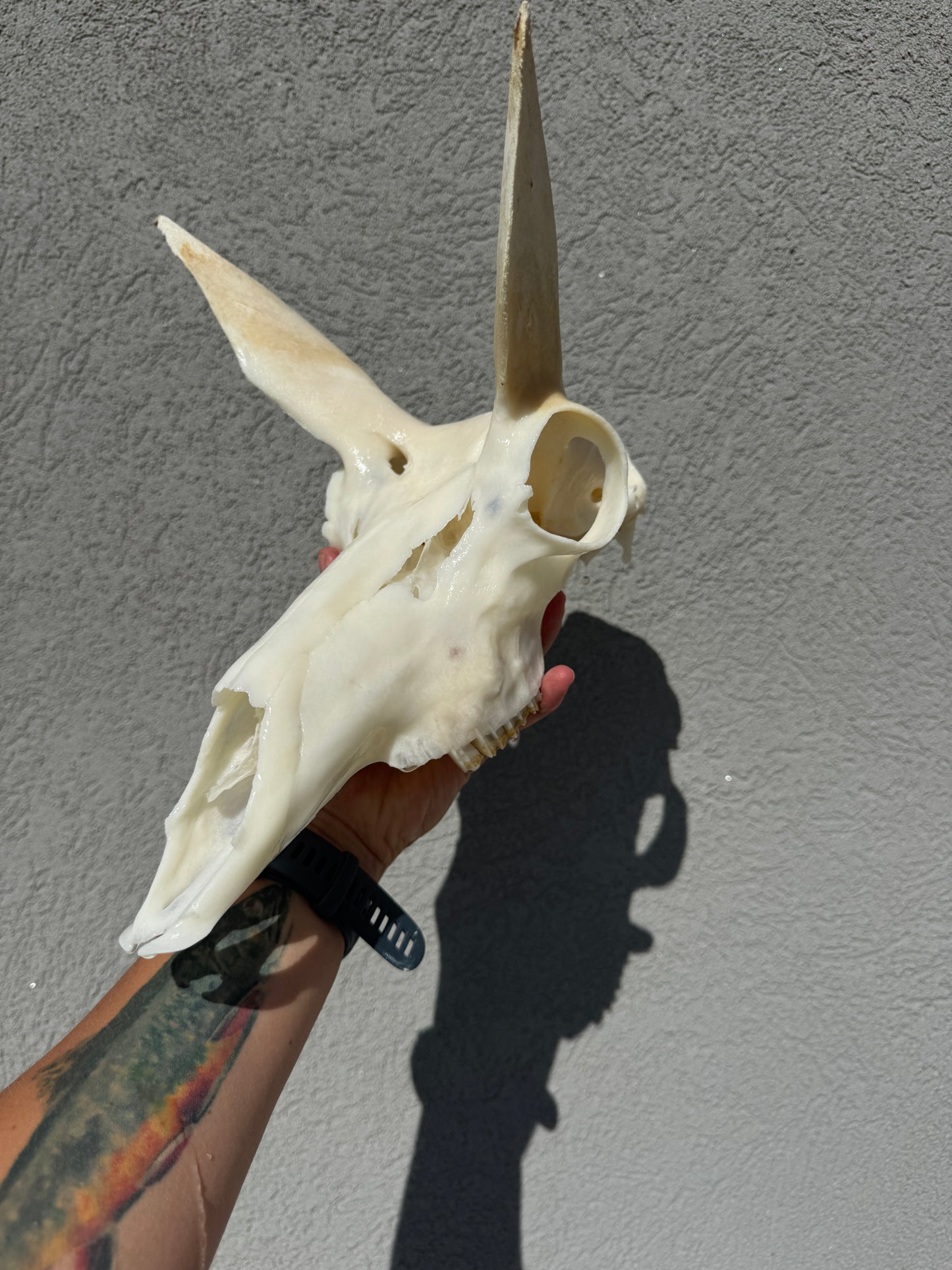 Dermestid Beetle Skull Cleaning