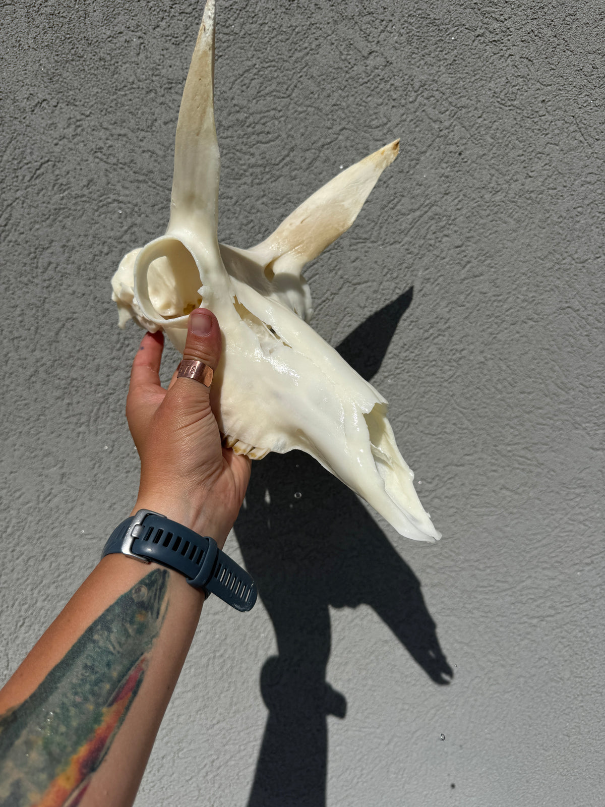 Dermestid Beetle Skull Cleaning
