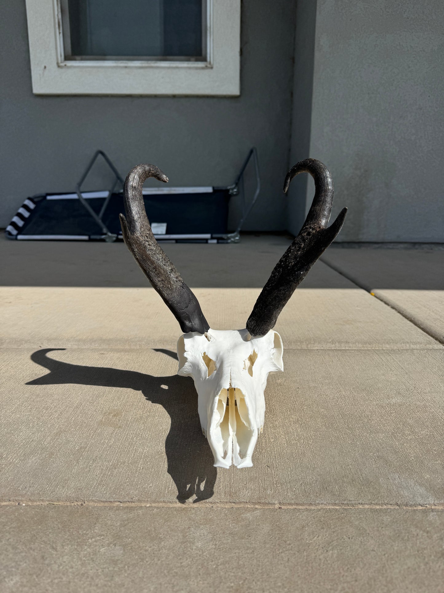 Dermestid Beetle Skull Cleaning