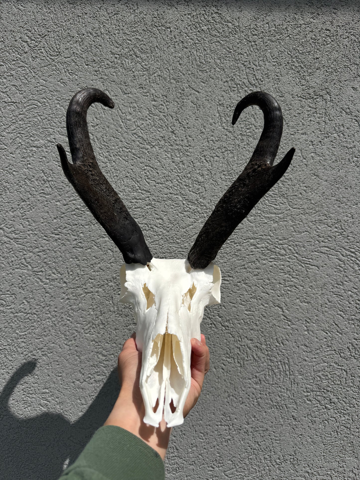 Dermestid Beetle Skull Cleaning
